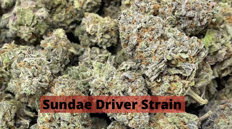Sundae Driver Strain And Why Use It